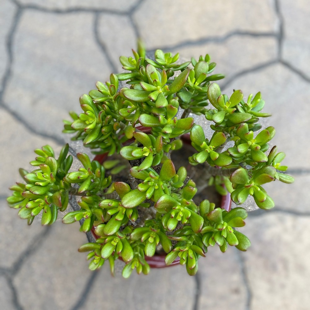 Live Green Crassula Ovata Red Tip Jade Plant!